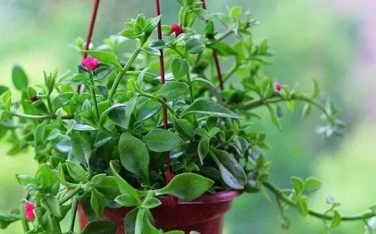 這9種盆栽植物最適合擺在室內 快看你家有嗎？