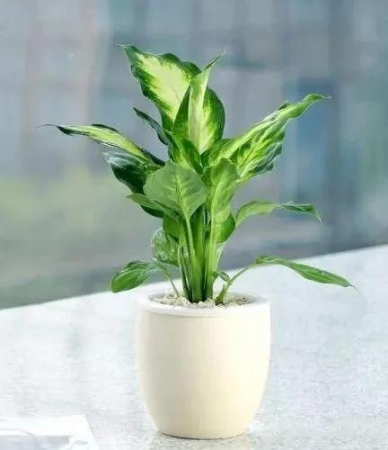 這9種盆栽植物最適合擺在室內 快看你家有嗎？