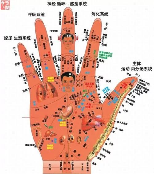 人體器官工作表及其按摩要領