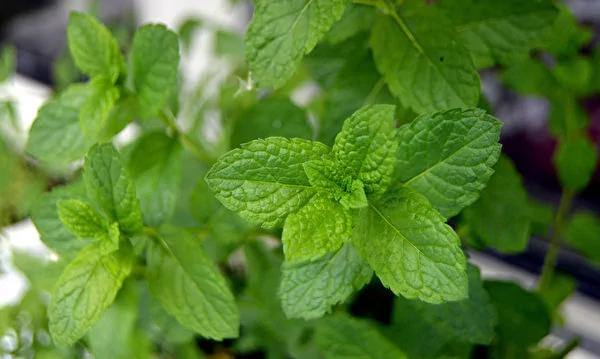 這個夏天不想被蚊子咬？7種常見植物能驅蚊