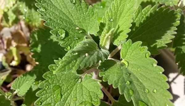 這個夏天不想被蚊子咬？7種常見植物能驅蚊