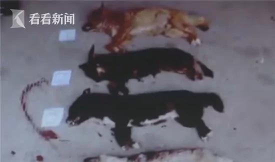 狗主人駕車追偷狗賊 卻意外將其撞死 被判3年緩3年