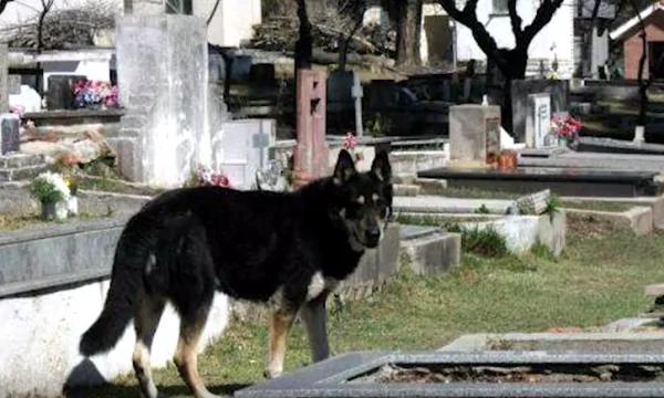 狗主人去世 愛犬失蹤 家人痛哭流涕 「世界最忠誠的狗狗」 4 狗主人去世 愛犬失蹤 家人痛哭流涕 「世界最忠誠的狗狗」