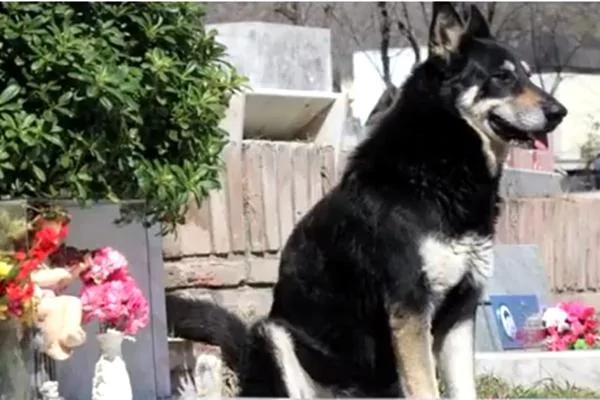 狗主人去世 愛犬失蹤 家人痛哭流涕 「世界最忠誠的狗狗」 2 狗主人去世 愛犬失蹤 家人痛哭流涕 「世界最忠誠的狗狗」