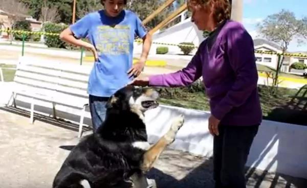 狗主人去世 愛犬失蹤 家人痛哭流涕 「世界最忠誠的狗狗」 6 狗主人去世 愛犬失蹤 家人痛哭流涕 「世界最忠誠的狗狗」
