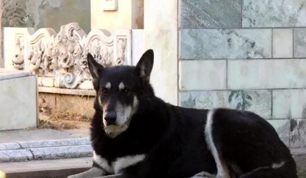 狗主人去世 愛犬失蹤 家人痛哭流涕 「世界最忠誠的狗狗」 8 狗主人去世 愛犬失蹤 家人痛哭流涕 「世界最忠誠的狗狗」