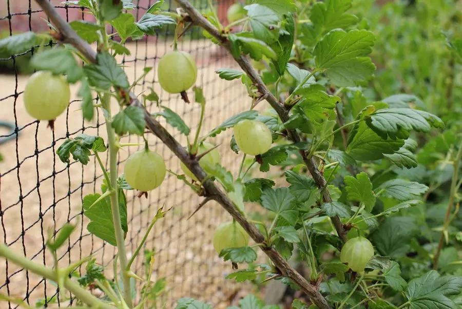 這9種漿果盆栽都很適合栽種在陽台上 種上幾種四季都能採摘