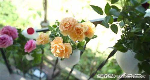 巧用喝剩下來的牛奶瓶製作園藝用品