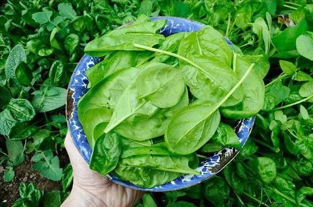 常吃這道菜 讓你不長皺紋 連色斑都少了！