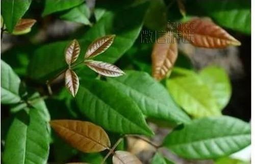 杯子里的森林美哭！你吃剩的果核竟能變成這些 後悔以前白扔了…
