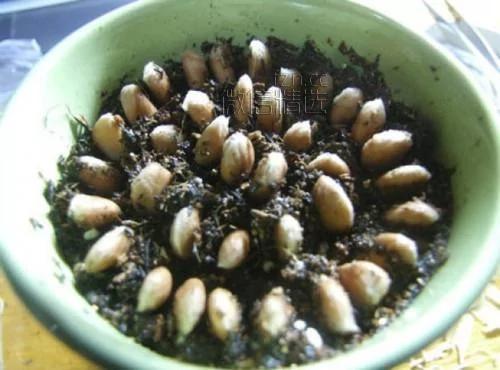 杯子里的森林美哭！你吃剩的果核竟能變成這些 後悔以前白扔了…