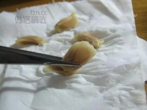 杯子里的森林美哭！你吃剩的果核竟能變成這些 後悔以前白扔了…