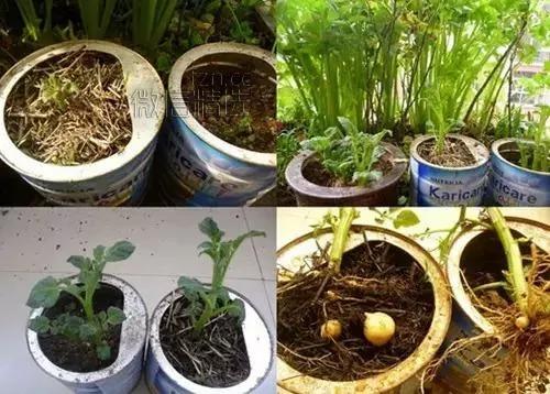 杯子里的森林美哭！你吃剩的果核竟能變成這些 後悔以前白扔了…