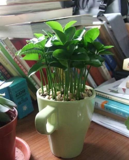 杯子里的森林美哭！你吃剩的果核竟能變成這些 後悔以前白扔了…