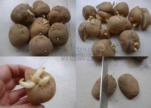 杯子里的森林美哭！你吃剩的果核竟能變成這些 後悔以前白扔了…