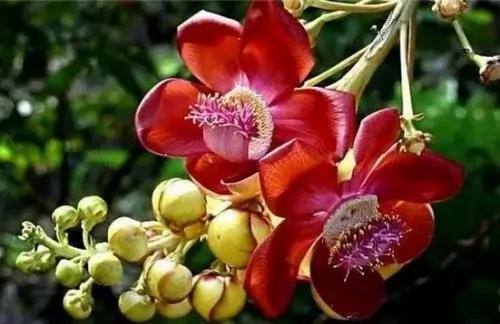 世上罕見的菩提樹開花太美了見者得福 禁聞網