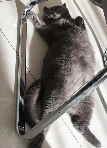 张靓颖晒猫咪照片