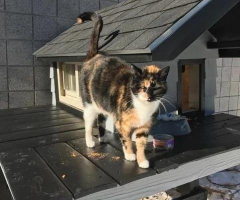 美国波士顿警察局特勤组替一只流浪猫打造一栋舒适的木屋。(Boston Police Department)