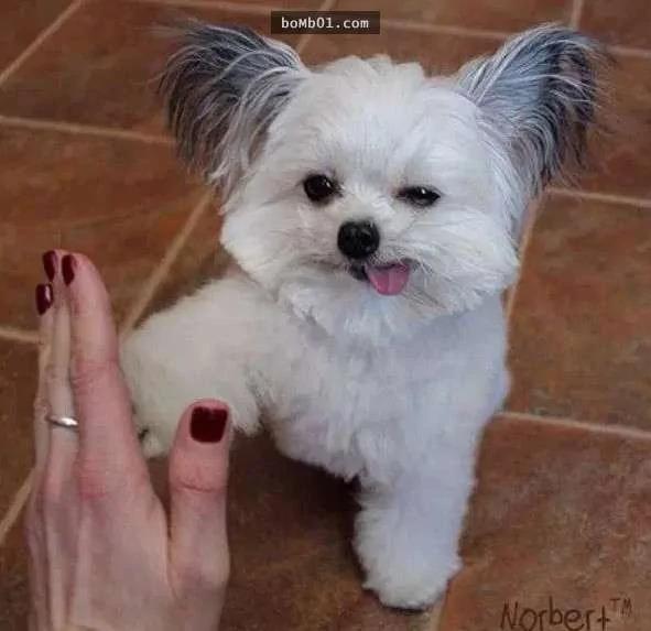 全世界最小的 傻白甜治疗犬 萌爆网路 禁闻网