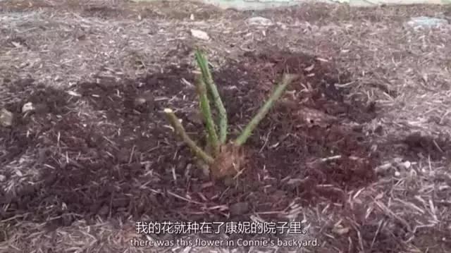 华裔青年在美国，被拒绝100次后，世界开始对他说Yes