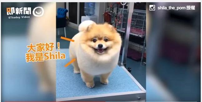 博美犬剪毛狂吸千万人观看萌爆网友 好像棉花糖 禁闻网