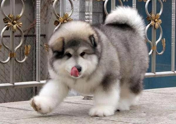 阿拉斯加宝宝们集体出游萌杀所有人的心 希望之聲澳洲生活台