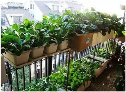 陽台盆栽蔬菜很簡單 就種這幾種 綠油油萌萌噠 吃不完的有機菜 8 陽台盆栽蔬菜很簡單 就種這幾種 綠油油萌萌噠 吃不完的有機菜