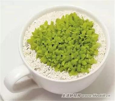 5種可愛的小盆栽 用吃剩下的種子種出來!再也不用買了~ 9 5種可愛的小盆栽 用吃剩下的種子種出來!再也不用買了~