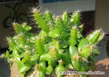 5種可愛的小盆栽 用吃剩下的種子種出來!再也不用買了~ 10 5種可愛的小盆栽 用吃剩下的種子種出來!再也不用買了~