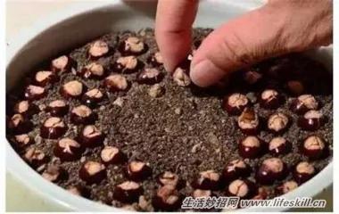 5種可愛的小盆栽 用吃剩下的種子種出來!再也不用買了~ 12 5種可愛的小盆栽 用吃剩下的種子種出來!再也不用買了~