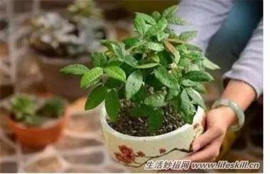 5種可愛的小盆栽 用吃剩下的種子種出來!再也不用買了~ 14 5種可愛的小盆栽 用吃剩下的種子種出來!再也不用買了~