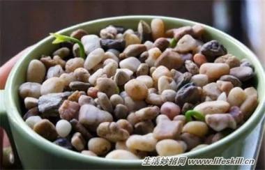 5種可愛的小盆栽 用吃剩下的種子種出來!再也不用買了~ 17 5種可愛的小盆栽 用吃剩下的種子種出來!再也不用買了~