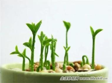 5種可愛的小盆栽 用吃剩下的種子種出來!再也不用買了~ 18 5種可愛的小盆栽 用吃剩下的種子種出來!再也不用買了~