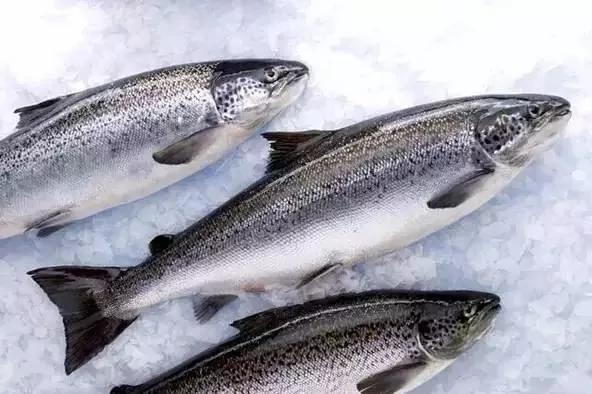 熱帖:別被忽悠 這種「三文魚」千萬別生吃 7 熱帖:別被忽悠 這種「三文魚」千萬別生吃