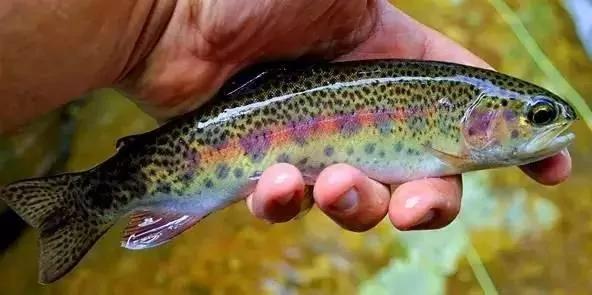熱帖:別被忽悠 這種「三文魚」千萬別生吃 4 熱帖:別被忽悠 這種「三文魚」千萬別生吃