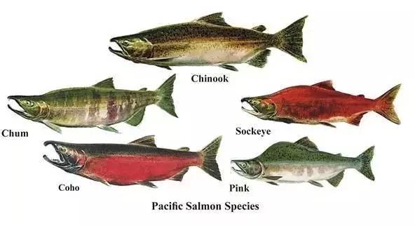 熱帖:別被忽悠 這種「三文魚」千萬別生吃 9 熱帖:別被忽悠 這種「三文魚」千萬別生吃