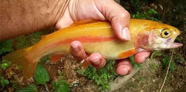 熱帖:別被忽悠 這種「三文魚」千萬別生吃 5 熱帖:別被忽悠 這種「三文魚」千萬別生吃