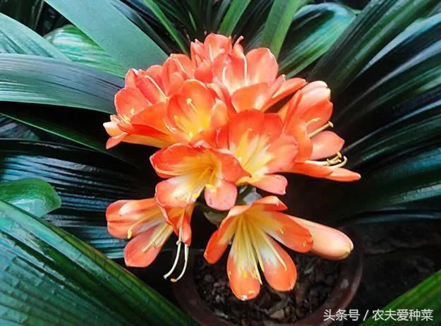 隨便找點它們墊在花盆底 疏鬆透氣10年不爛根 花艷葉油綠