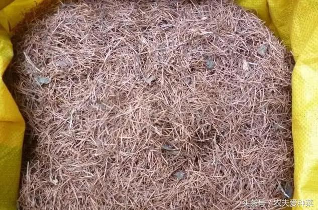 隨便找點它們墊在花盆底 疏鬆透氣10年不爛根 花艷葉油綠