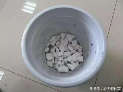 隨便找點它們墊在花盆底 疏鬆透氣10年不爛根 花艷葉油綠