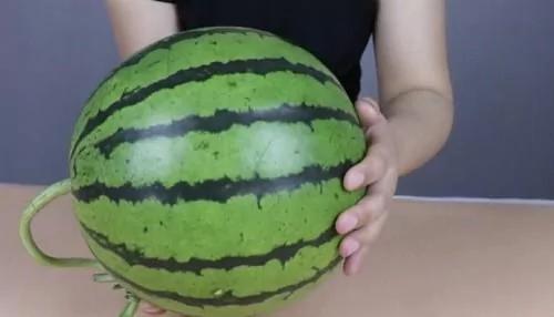 挑選西瓜 記住這四字口訣【三看一聽】 快速選出又甜又鮮的好西瓜 4 挑選西瓜 記住這四字口訣【三看一聽】 快速選出又甜又鮮的好西瓜