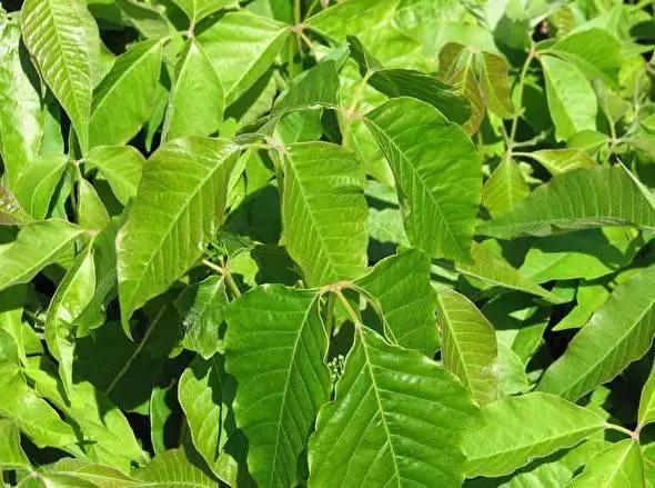 加拿大這6種常見花草 輕則過敏 重則奪命！