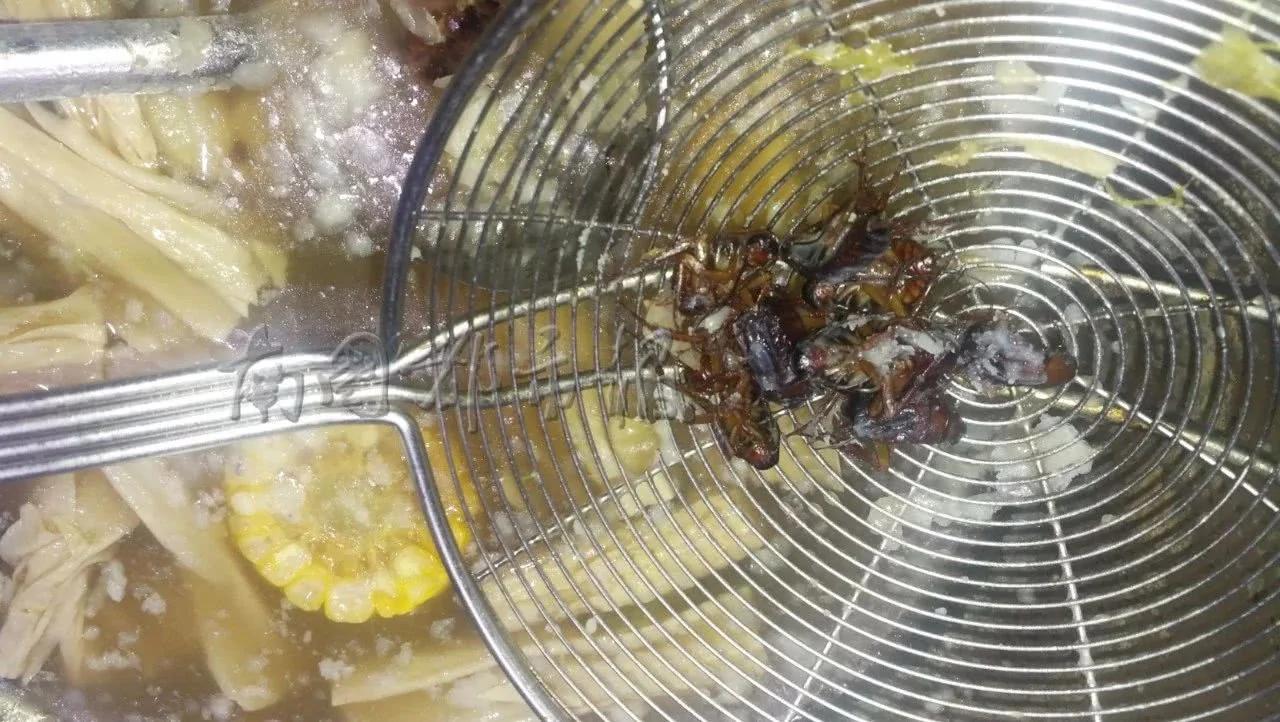 吃火鍋撈出8隻蟑螂 店老闆：我也很納悶
