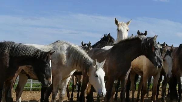 感佩岳飛論馬的啟示 不但識人 還識馬… 4 感佩岳飛論馬的啟示 不但識人 還識馬…