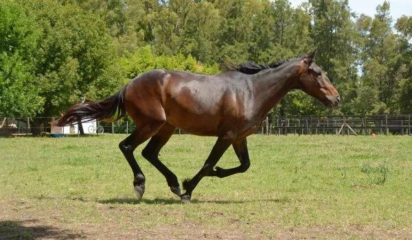 感佩岳飛論馬的啟示 不但識人 還識馬… 3 感佩岳飛論馬的啟示 不但識人 還識馬…