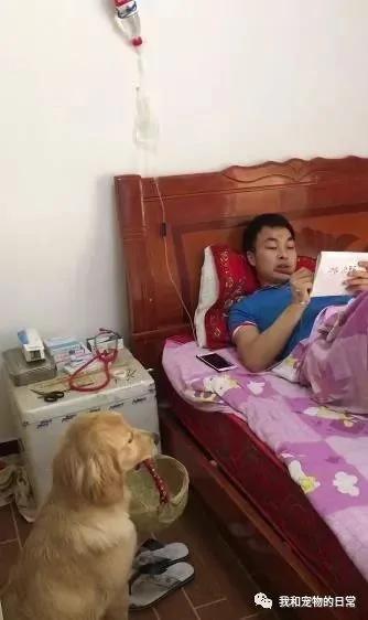 主人为了训练金毛想出一招苦肉计 假装病倒在床来观察金毛的反应!