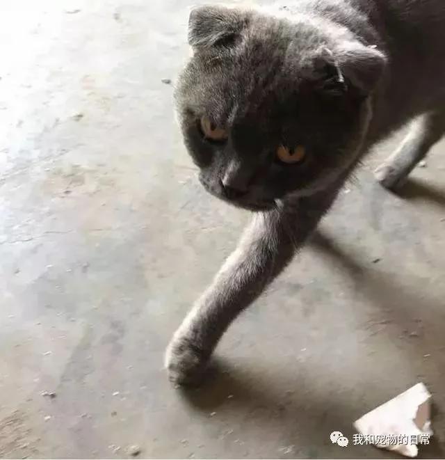 家里来了位不速之客 把母亲吓坏了 网友立马赶回家将它收了!