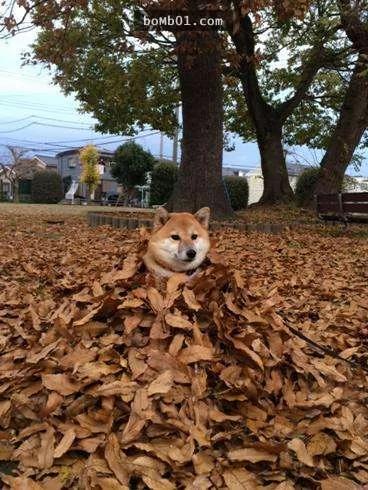 柴犬们的傻萌举止,让我笑到求饶啊!